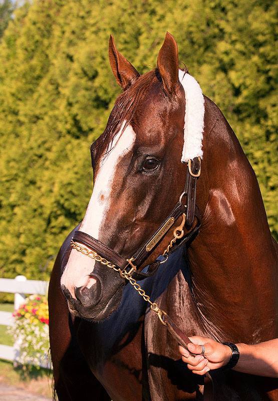 Ипподром Pimlico 2014 год. Второй этап Тройной Короны - Preakness Stakes. Балтимор.