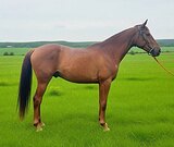 МОЛОДОЙ ЖЕРЕБЕЦ • ЗВЕЗДНАЯ