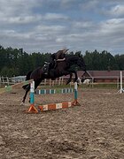 Ахалтекино-орловская помес