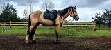 ВЫСОКИЙ|КРАСИВЫЙ|НАРЯДНЫЙ