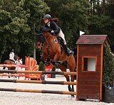 ТУРНИРНЫЙ МЕРИН