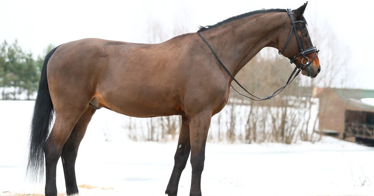 www.equestrian.ru