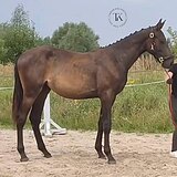 ЛИНИЯ NORTHERN DANCER