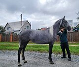 Орловская кобыла