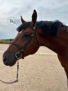 МЕРИН 6 ЛЕТ 180 СМ В ХОЛКЕ