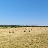 Сено в рулонах урожай 2025г.