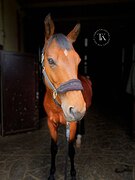 ГНЕДОЙ ГАННОВЕРСКИЙ МЕРИН