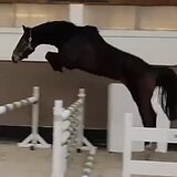 ЖЕРЕБЕЦ ЗАНГЕРШАЙДЕ