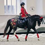 ЭЛЕМЕНТЫ FEI ПОНИ ЕЗД