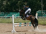 Англо-тракен, мерин