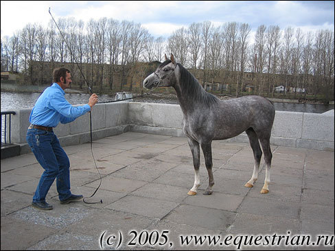 Лошадей арабской породы представляет Ян Каллис (Нидерланды)