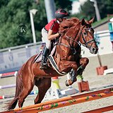 ЖЕРЕБЕЦ  6 ЛЕТ 170 СМ В ХОЛКЕ