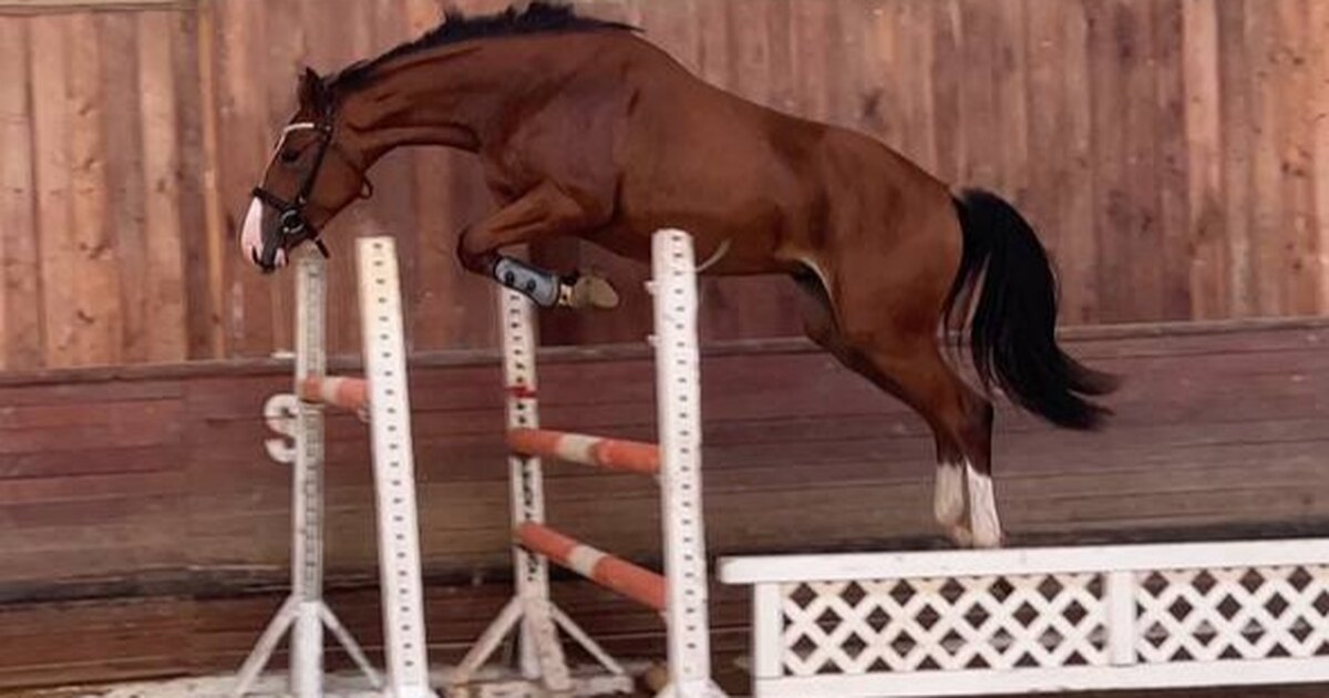 Сборная по конному спорту