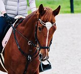 Конкурный мерин