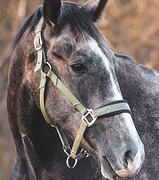 МОЛОДОЙ МЕРИН • ГОТОВИТСЯ 