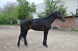 ЖЕРЕБЕЦ В ПРОИЗВОДИТЕЛИ