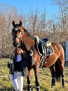 Жеребец в спорт 