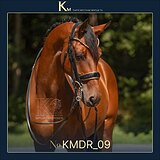 12-летний мерин 