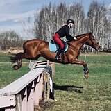 КОБЫЛА В ТРОЕБОРЬЕ