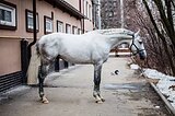Жеребец от Русского Кутузо