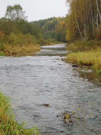 холохоленка,за деревней