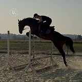 ЖЕРЕБЕЦ 3 ГОДА 164 СМ В ХОЛКЕ