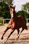 НЕМЕЦКАЯ КОБЫЛКА