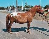 Стартующий пони
