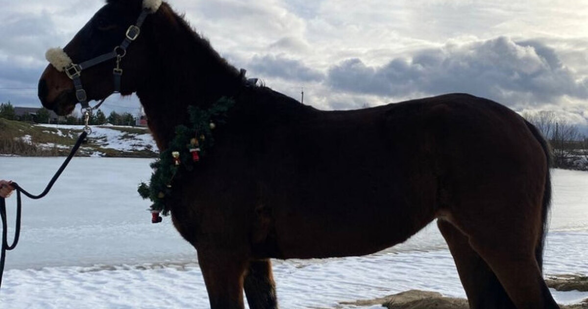 Томаты на даче. Форум томатоводов любителей 2023. Собирает помидоры. Кисть томата. Томаты на грядке.