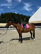 Мерин спортивной помеси