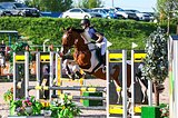 Мерин 2013 гр, 165 вх