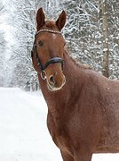 БОЛЬШОЙ ДОБРЯК