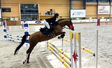 Жеребец под любого всадник