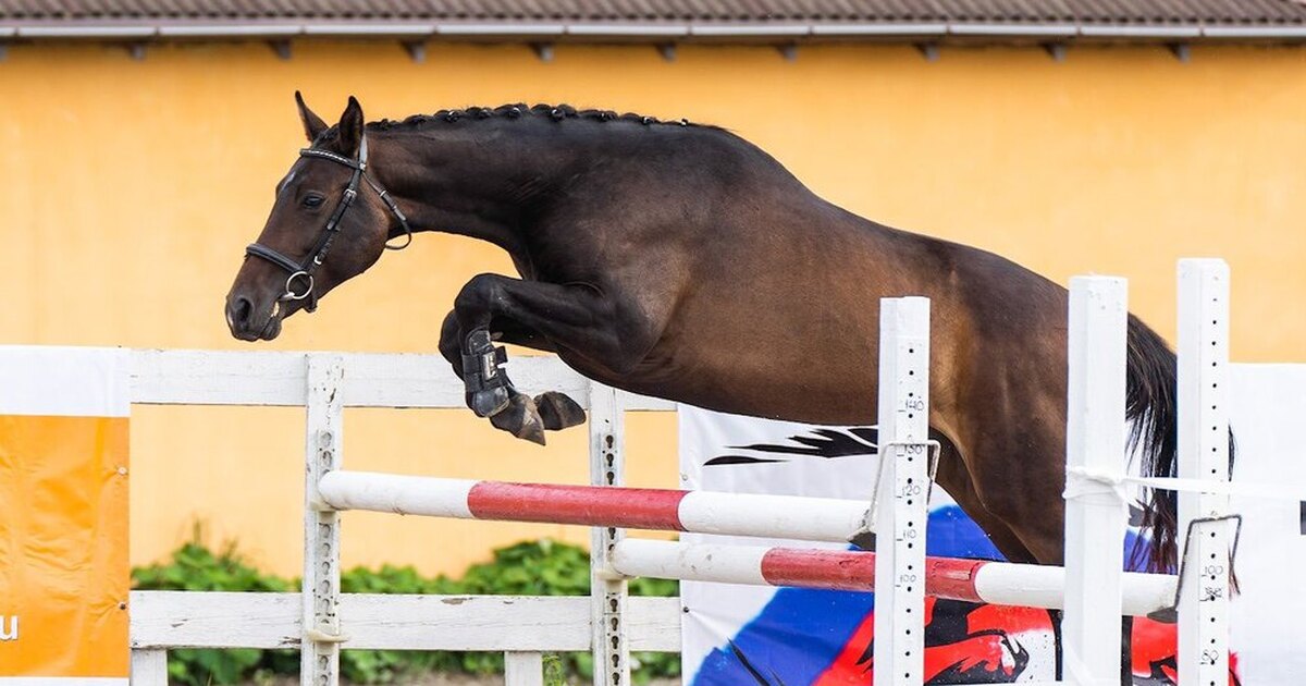 Вид конного спорта 6 букв