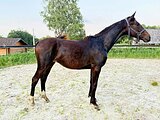 Кобыла РВП 