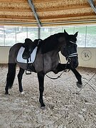 ДОБРЫЙ И БЕЗОПАСНЫЙ МЕРИН