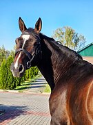 Полукровный мерин