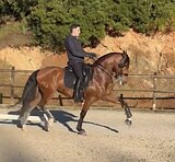 Лузитано 2020 гр