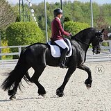 ФРИЗСКИЙ ЖЕРЕБЕЦ