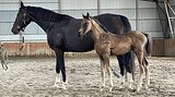 МОЛОДАЯ КОБЫЛКА В СПОРТ • В