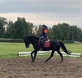 Жеребец 2017 гр, 155 вх