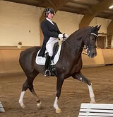 Красивый МП-мерин