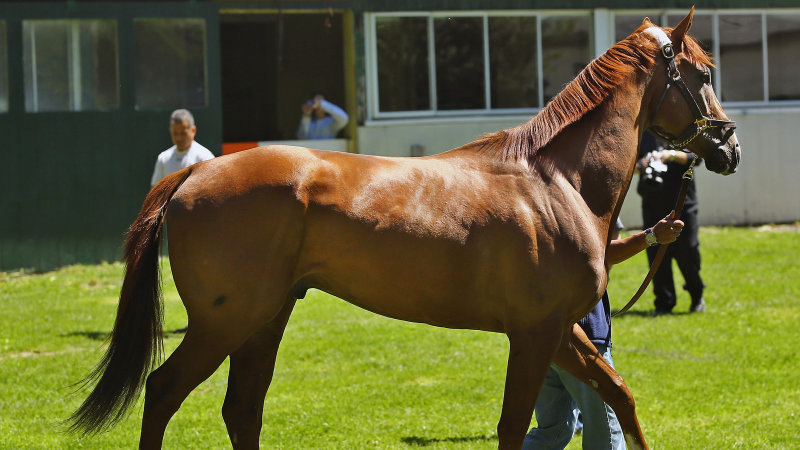 Belmont Park 2014 год.