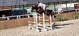 Хенкок лобовой конь по 4лет