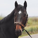 чистокровный жеребец 