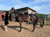 РВП коб.+жеребёнок