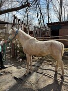 Пони-класс