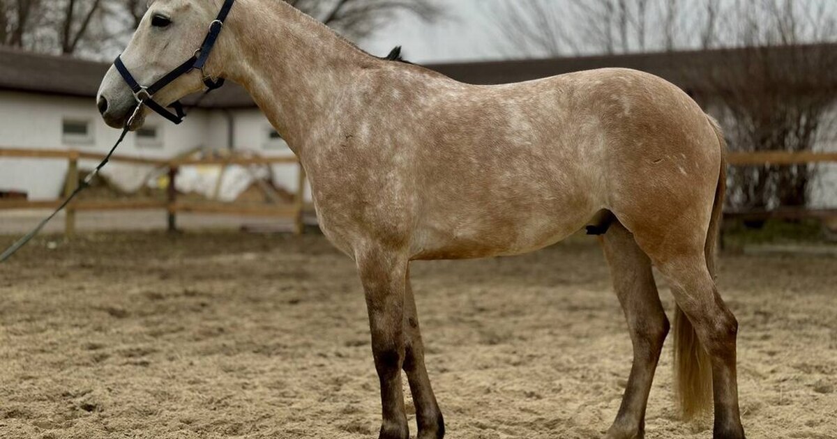 Конная езда спорт