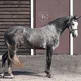 ТРЕХЛЕТНИЙ ЖЕРЕБЕЦ В СПОРТ