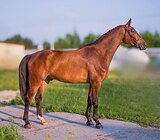 Огромный конь